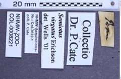 Etikette zu Semiotus virgatus (Erichson, 1847) (NHMW-ZOO-COL-0008221)